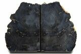 Charcoal-Black Polished Petrified Wood Bookends - Arizona #338348-1